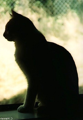 Photo by Crystal Hannah