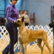 Ch Montague Larchwood Love Me Tender, winning her first Best of Breed 