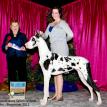 Jeri's first Reserve, 9 months of age, judge Polly Smith